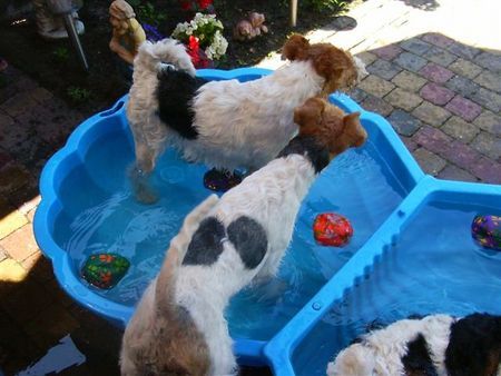 Foxterrier Drahthaar Spielen mit wasser ist sehr schon !