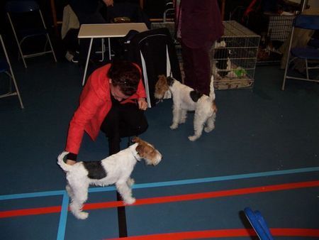 Foxterrier Drahthaar wir beiden zusammen !