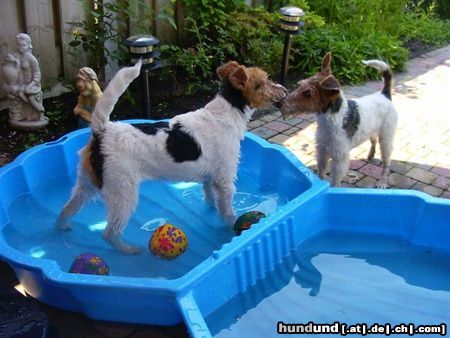 Foxterrier Drahthaar Das ist sehr schon zusammen spielen mit wasser