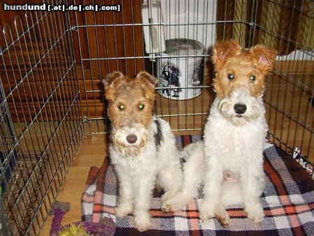 Foxterrier Drahthaar wir beiden haben  uns sehr lieb !