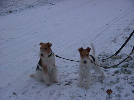 Foxterrier Drahthaar Mutter und Tochter im schnee !