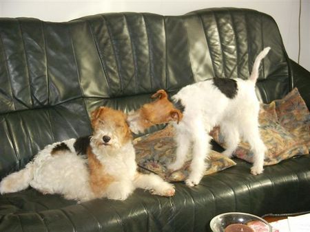 Foxterrier Drahthaar Wir lieben uns sehr als Mutter und Tochter !