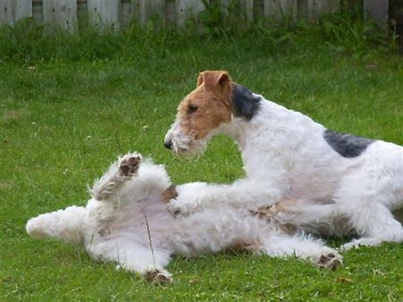 Foxterrier Drahthaar Mutter und Tochter zusammen plaudern !