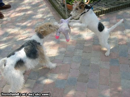 Foxterrier Drahthaar wir lieben es zusammen spielen !