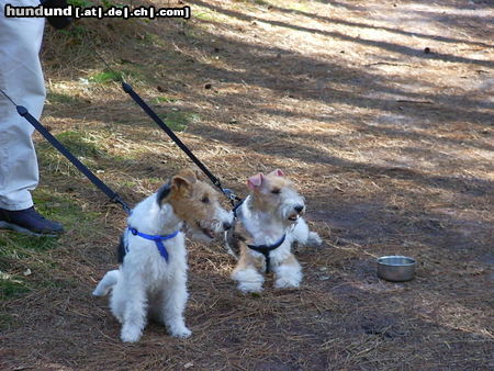 Foxterrier Drahthaar Mutter Timmie und Tochter Daisy .