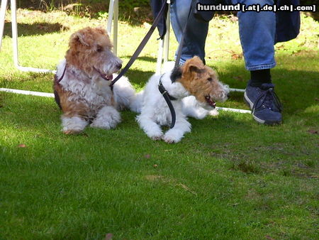 Foxterrier Drahthaar Mutter und Tochter