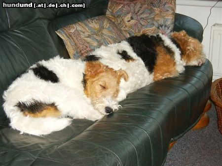 Foxterrier Drahthaar Wir lieben uns so sehr das wir zusammen schalfen auf der bank