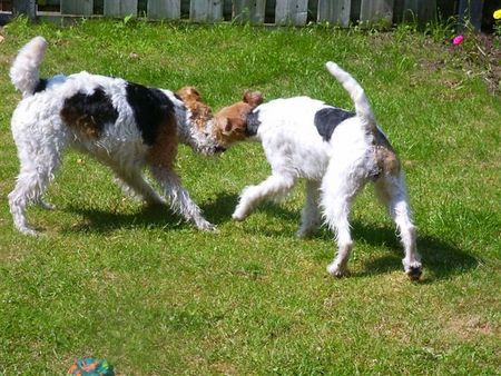 Foxterrier Drahthaar Mutter und Tochter zusammen spielen