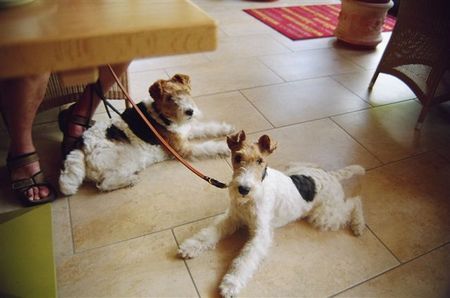 Foxterrier Drahthaar Wir beiden zusammen.