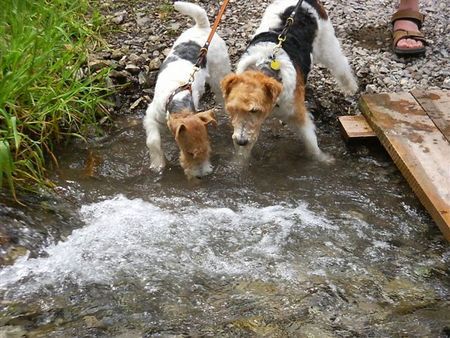 Foxterrier Drahthaar Wir genieBen von in das wasser zu spielen.