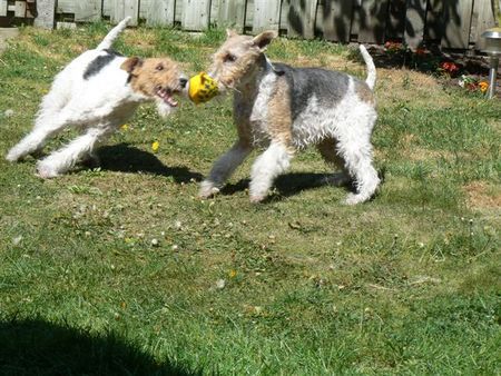 Foxterrier Drahthaar Zusammen spielen 