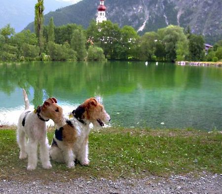 Foxterrier Drahthaar Die schone Nassereithersee !