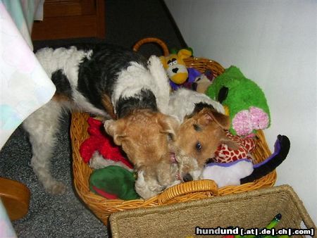 Foxterrier Drahthaar wir lieben das zusammen spielen