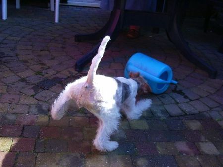 Foxterrier Drahthaar so spielen is das schonste was es gibt