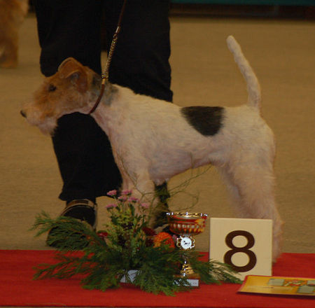 Foxterrier Drahthaar Ich bin der Champion