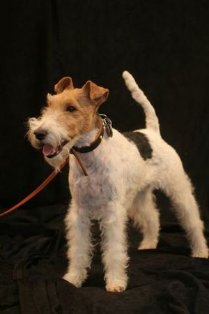 Foxterrier Drahthaar Ich Daisy bin in Belgien