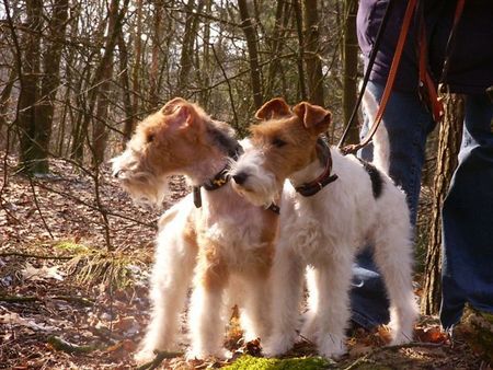 Foxterrier Drahthaar Eine schone waldspaziergang  als Mutter und Tochter