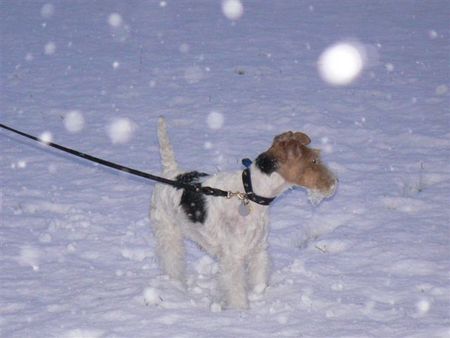 Foxterrier Drahthaar Daisy im schnee