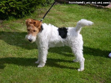 Foxterrier Drahthaar es ist schon hier in den garten zu sein