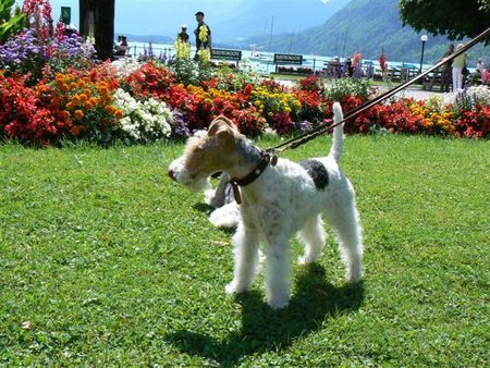 Foxterrier Drahthaar Daisy fur den schonen bloemen 