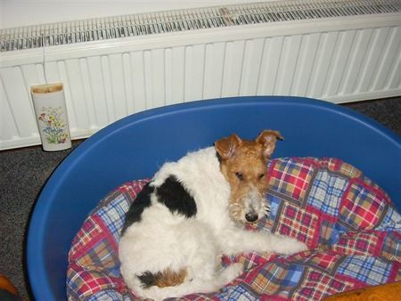 Foxterrier Drahthaar Ich habe meine eigene korb und ich liege hier sehr gerne ein.    DAISY !