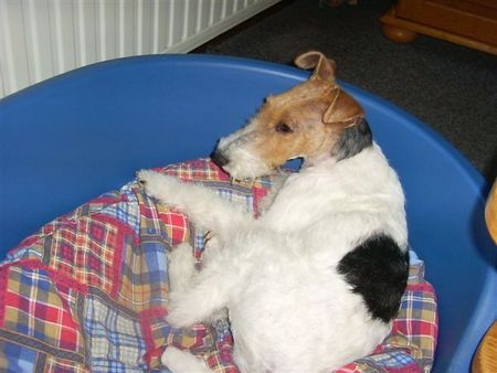 Foxterrier Drahthaar Daisy liegt hier sehr gerne !