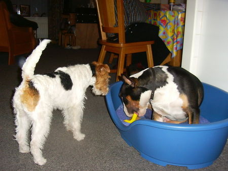 Foxterrier Drahthaar schauen was er tut das kan ich sehr gut . Daisy !