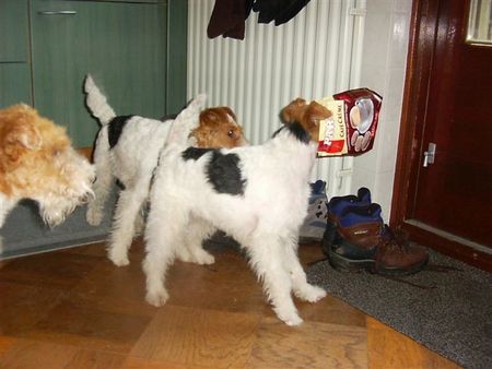 Foxterrier Drahthaar Ich habe eine mutze auf meinen kopf.