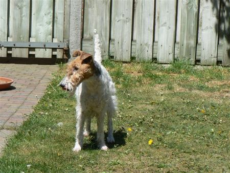 Foxterrier Drahthaar Daisy im garten