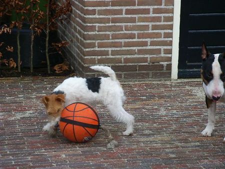 Foxterrier Drahthaar Mit den bal spielen ist sehr schon