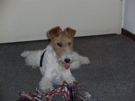 Foxterrier Drahthaar ich spiele sehr gerne !   DAISY.