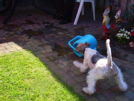 Foxterrier Drahthaar Spielen, Spielen !