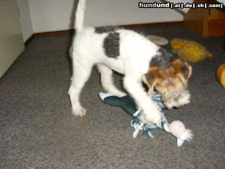 Foxterrier Drahthaar ich spiele sehr gerne !   DAISY.