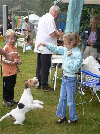 Foxterrier Drahthaar Mit kinder spielen ist sehr schon !