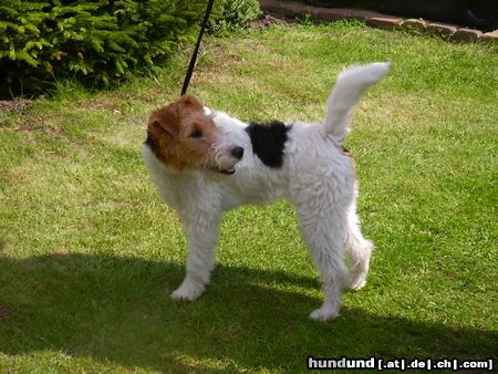 Foxterrier Drahthaar was siehe ich den da !