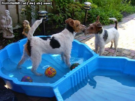 Foxterrier Drahthaar daB ist ein feine abkuhlung mit das heiBes Wetter