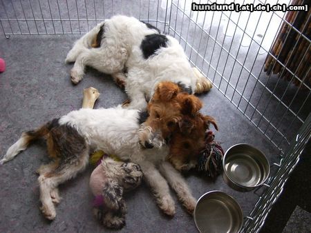 Foxterrier Drahthaar wir lieben es zo zu schlafen