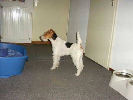 Foxterrier Drahthaar Ich kan sehr gut warten ob ich was bekomme . Daisy