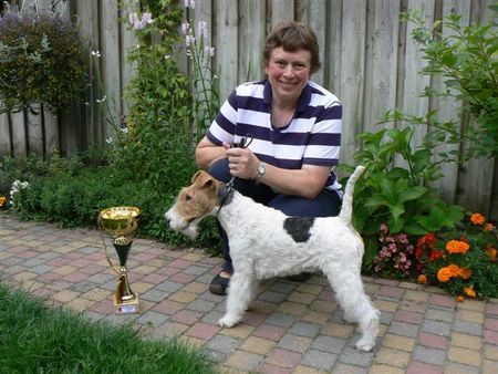 Foxterrier Drahthaar Ich bin Champion von Belgien 