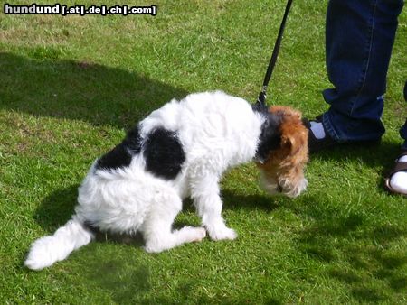 Foxterrier Drahthaar Ich bin eine sehr schone drahthaar foxterrier !