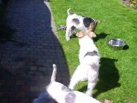 Foxterrier Drahthaar Mutter, Sohn  und Tochter 