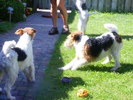 Foxterrier Drahthaar zusammen im garten !