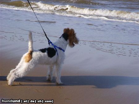 Foxterrier Drahthaar Die kleine Daisy auf dem groBe strand !