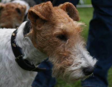 Foxterrier Drahthaar Der Sehr schone Daisy