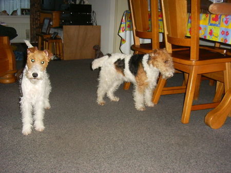 Foxterrier Drahthaar Wir sind die liebste drahthaar Foxterriers , Timmie und Daisy.