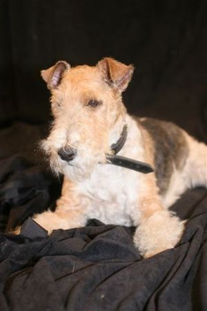 Foxterrier Drahthaar Ich bin der Schone Timmie