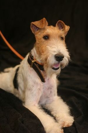 Foxterrier Drahthaar Ich bin der schone Daisy 