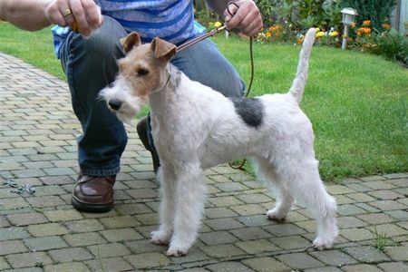 Foxterrier Drahthaar Ich bin eine schonheit ! Daisy.