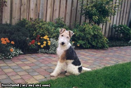 Foxterrier Drahthaar der schone und kleine Timmie.