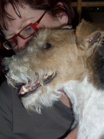 Foxterrier Drahthaar Der schone Timmie